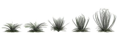 3d illustration of set Polystichum Munitum bush isolated on white background clipart