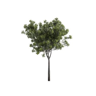 Eriobotrya Japonica ağacının beyaz arkaplanda izole edilmiş 3D çizimi