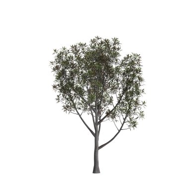 Beyaz arkaplanda izole edilmiş Grevillea Baileyana ağacının 3d illüstrasyonu