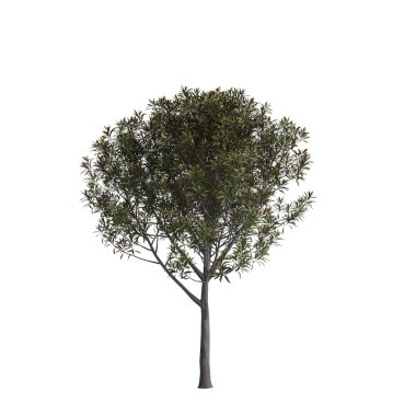 Beyaz arkaplanda izole edilmiş Grevillea Baileyana ağacının 3d illüstrasyonu