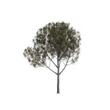 Beyaz arkaplanda izole edilmiş Grevillea Baileyana ağacının 3d illüstrasyonu