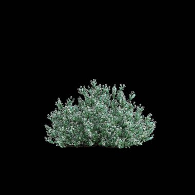 Correa Alba çalılığının siyah arka planda izole edilmiş 3D çizimi