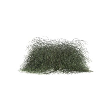 Beyaz arka planda izole edilmiş Casuarina Glauca çalılarının 3D çizimi