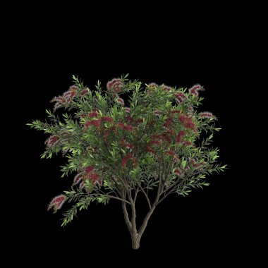 Callistemon sitrinus ağacının siyah arkaplanda izole edilmiş 3d çizimi