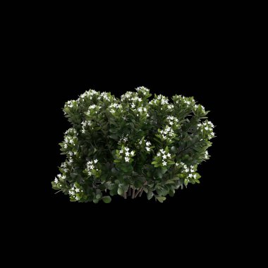 Rhaphiolepis çalılığının 3D çizimi. Siyah arka planda beyaz çiçekler.