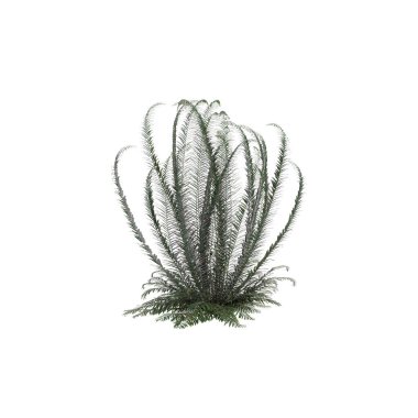 3d illustration of Polystichum Munitum bush isolated on white background clipart
