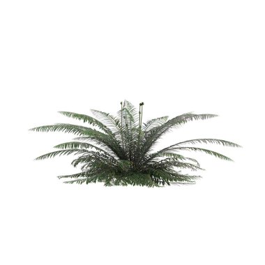 Polystichum Munitum çalılığının beyaz arkaplanda izole edilmiş 3d çizimi