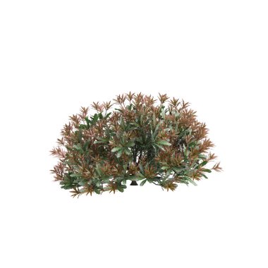 Pieris japonica çalısının beyaz arka planda izole edilmiş 3D çizimi