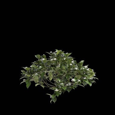 Siyah arka planda izole edilmiş Gardenya Jasminoides çalılarının 3D çizimi