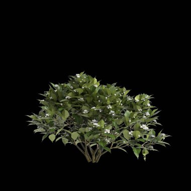 Siyah arka planda izole edilmiş Gardenya Jasminoides çalılarının 3D çizimi