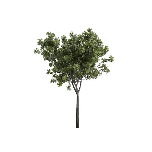 Eriobotrya Japonica ağacının beyaz arkaplanda izole edilmiş 3D çizimi