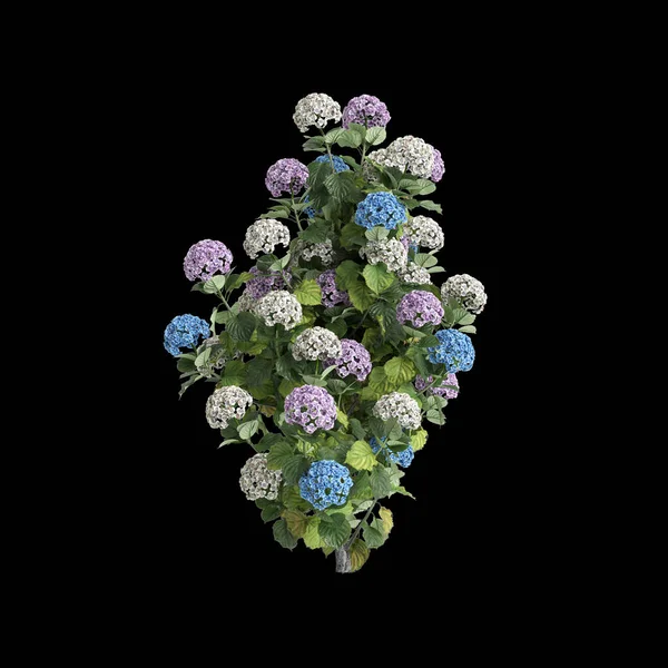 Εικονογράφηση Του Hydrangea Macrophylla Θάμνος Απομονώνονται Μαύρο Φόντο — Φωτογραφία Αρχείου