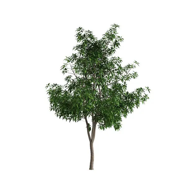 stock image 3d illustration of Michelia alba tree isolated on white background