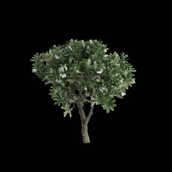 Απεικόνιση Του Δέντρου Plumeria Obtusa Που Απομονώνεται Μαύρο Φόντο — Φωτογραφία Αρχείου