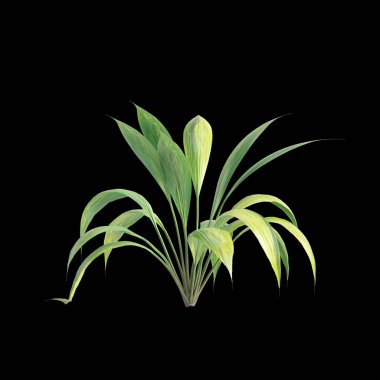 Capitulata Palm Grass 'ın 3D çizimi siyah arka planda izole edildi