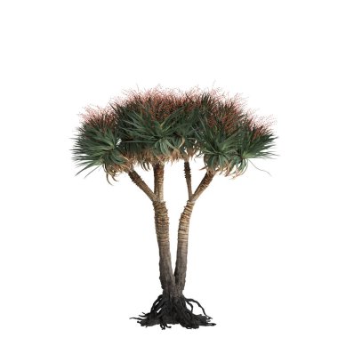 Dracaena Draco ağacının beyaz arka planda izole edilmiş 3D çizimi