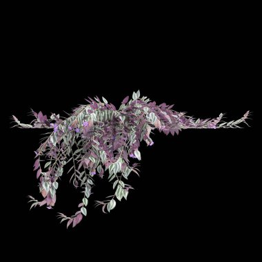 Tradescantia Zebrina 'nın siyah arka planda asılı 3D çizimi