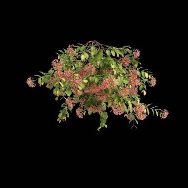 Combretum Indicum 'un siyah arkaplanda asılı 3d illüstrasyonu