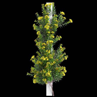 Allamanda Schottii 'nin 3D çizimi siyah arka planda izole edilmiş.