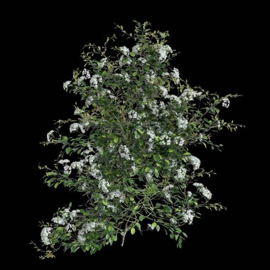 Clematis Terniflora sürüngeninin siyah arka planda izole edilmiş 3D çizimi