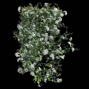 Clematis Terniflora sürüngeninin siyah arka planda izole edilmiş 3D çizimi