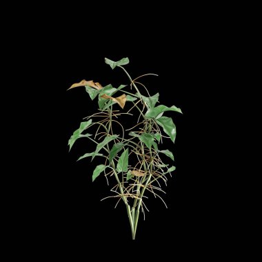 Philodendron Scandendron Scandens 'ın 3 boyutlu çizimi siyah arkaplanda izole edilmiş.