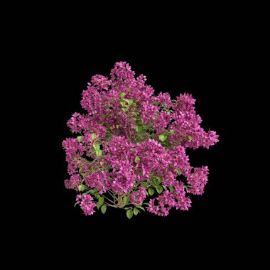 Bougainvillea Spectabilis 'in üç boyutlu resmi siyah arkaplanda izole edildi