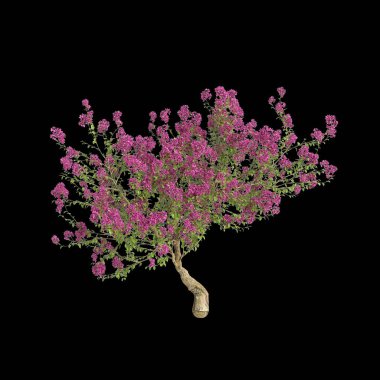 Bougainvillea Spectabilis 'in üç boyutlu resmi siyah arkaplanda izole edildi