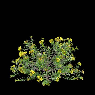 Allamanda Schottii çalılığının siyah arkaplanda izole edilmiş 3D çizimi