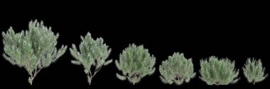 Rosmarinus officinalis çalılığının 3D çizimi siyah arkaplanı izole etti