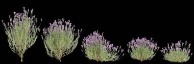 Lavandula stoechas çalılığının 3D çizimi siyah arkaplanı izole etti