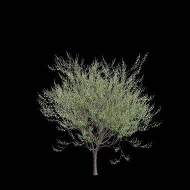 Salix caprea ağacının 3 boyutlu çizimi izole edilmiş siyah arkaplan