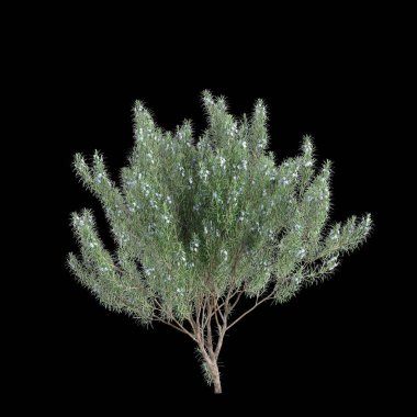Rosmarinus officinalis çalılığının 3 boyutlu çizimi siyah arkaplanı izole etti