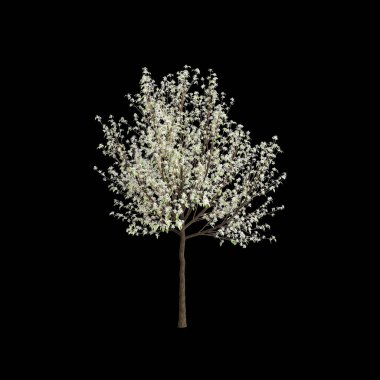 Pyrus nivalis ağacının 3 boyutlu resmi izole edilmiş siyah arkaplan