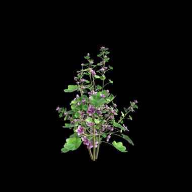 Malva Sylvestris çalılığının 3 boyutlu çizimi siyah arkaplanı izole etti