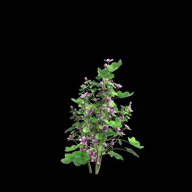 Malva Sylvestris çalılığının 3 boyutlu çizimi siyah arkaplanı izole etti