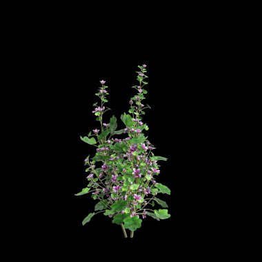 Malva Sylvestris çalılığının 3 boyutlu çizimi siyah arkaplanı izole etti