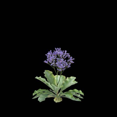 Limonyum perezii çalılığının 3 boyutlu çizimi siyah arkaplanı izole etti