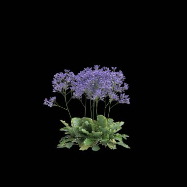 Limonyum perezii çalılığının 3 boyutlu çizimi siyah arkaplanı izole etti