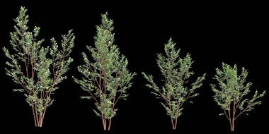 Stewartia monadelpha ağacının siyah arkaplanda izole edilmiş 3D çizimi