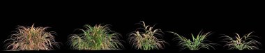 Hakonechloa macra Beni Kaze çalılığının siyah arka planda izole edilmiş 3D çizimi