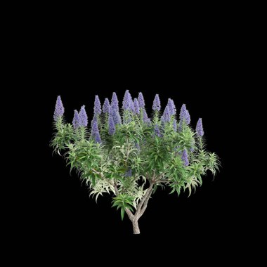 Echium Canlıları 'nın 3D illüstrasyonuName