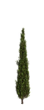Cupressus sempervirens ağacının 3 boyutlu resmi izole edilmiş beyaz arkaplan