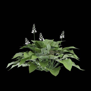 Hosta plantaginea çalılığının siyah arkaplanda izole edilmiş 3D çizimi