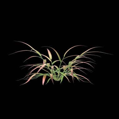 Hakonechloa macra Beni Kaze çalılığının siyah arka planda izole edilmiş 3D çizimi