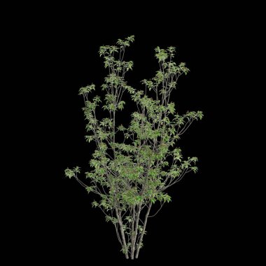 Ilex pedunculosa ağacının siyah arkaplanda izole edilmiş 3d çizimi