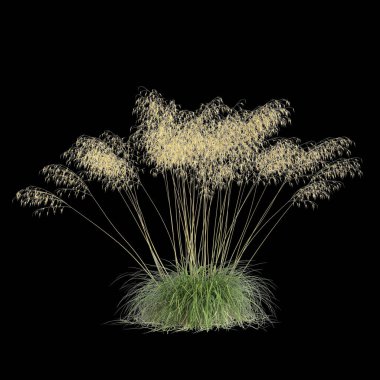 Stipa Gigantea çalılığının siyah arka planda izole edilmiş 3D çizimi