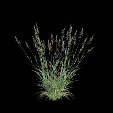 Phalaris Arundinacea çalılığının siyah arka planda izole edilmiş 3D çizimi