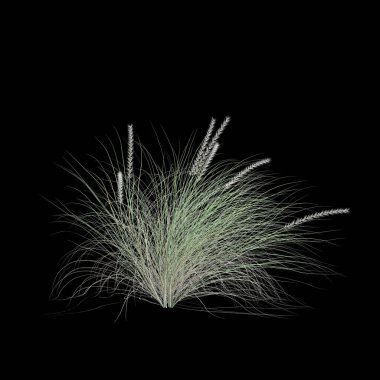 Pennisetum Setaceum çalılığının siyah arkaplanda izole edilmiş 3d çizimi