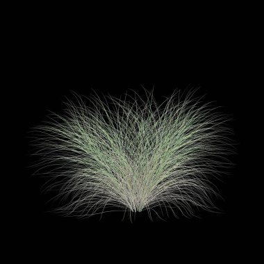 Pennisetum Setaceum çalılığının siyah arkaplanda izole edilmiş 3d çizimi
